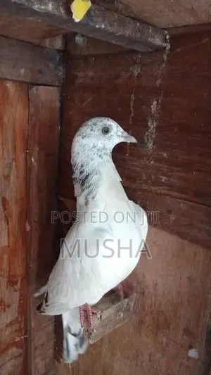 Pigeon High Fliyer