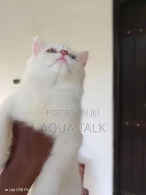 Odd Eye Female Persian Cat