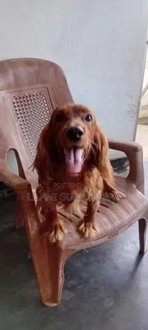 cocker spanial