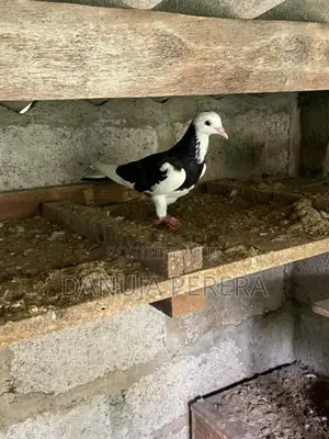 Pigeons