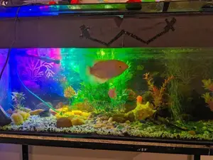 Fish Tank Set