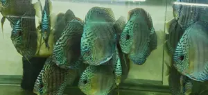 Discus Fish