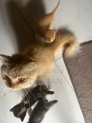 Half Breed Persian Kittens