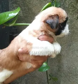 Shih Tzu Puppies