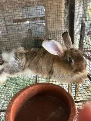 Rabbit