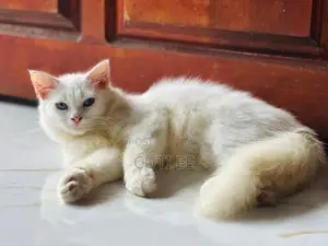 Pure Persian kittens