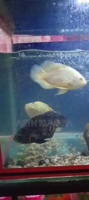 Oscar Fish