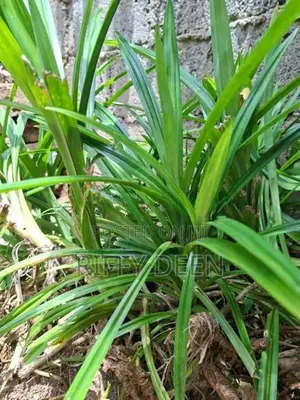 Pandan (රම්පේ)Baby Shoots