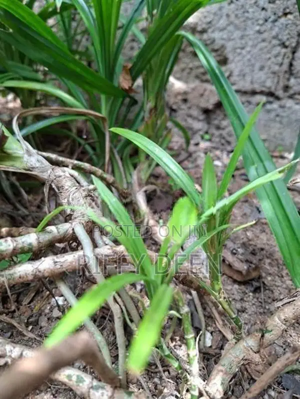 Pandan (රම්පේ)Baby Shoots