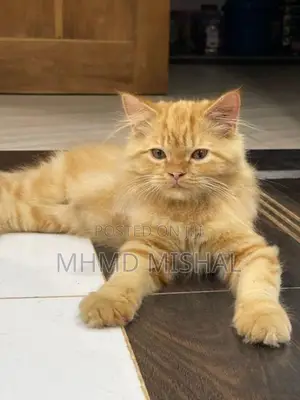 Persian Cat Ginger