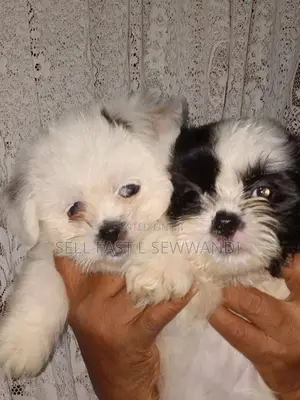 Shih Tzu Puppies