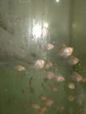 Discus Fish