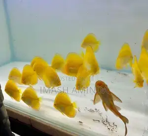 Yellow Discus Fish
