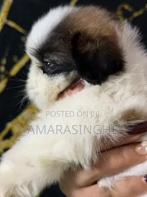 Shih Tzu Puppy
