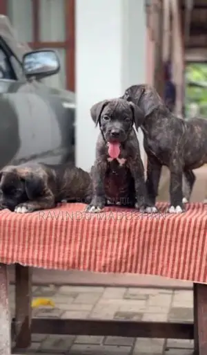 Cane Corso Puppies