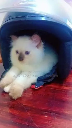 Persian Kitten