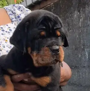 Rottweiler Puppies