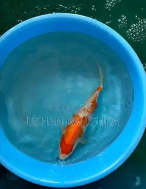 Koi Fish