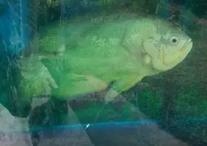 Oscar Fish