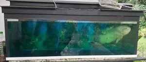 Aquarium Tank with Oscar Fish