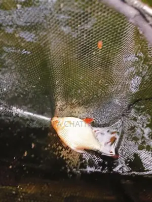 Tinfoil Barb Fish