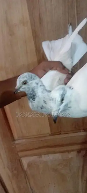 Indiyan pigeons
