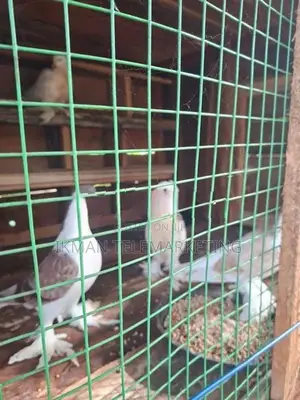 Pigeons