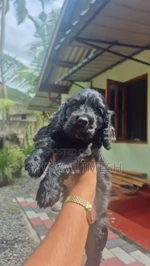 Cocker Spaniel Puppy