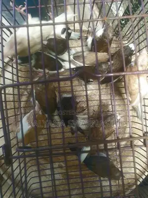 Finches Birds