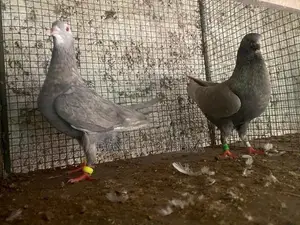 Pigeons