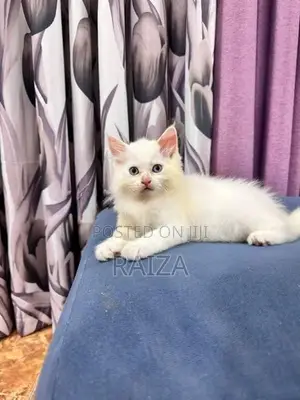 Persian Cat