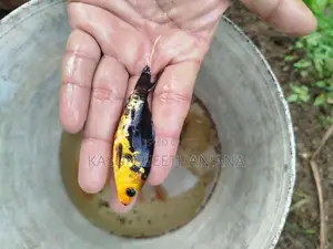 Carp Fish