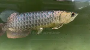 Bluebase Golden Arowana
