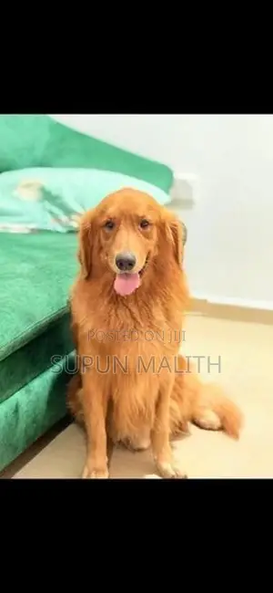 Golden Retriever Puppies