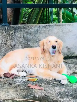 Golden Retriever Puppies
