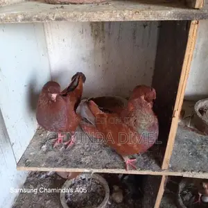 Pigeons