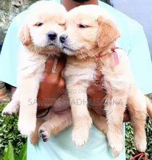 Golden Retriver Puppies