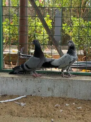 Pigeon