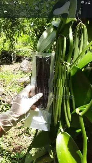 Vanilla Beans