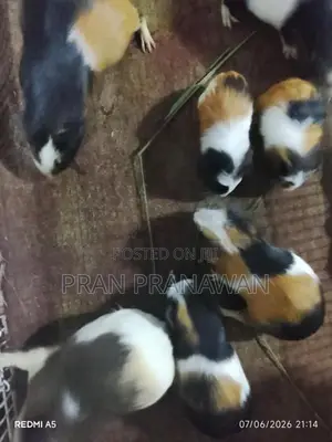 Guinea Pigs