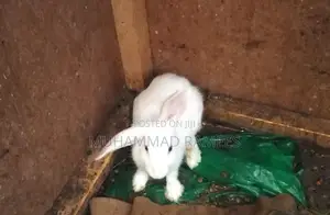 Rabbit