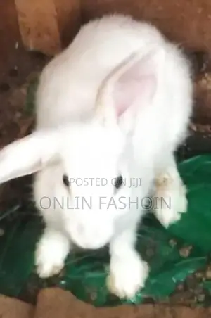 Rabbits