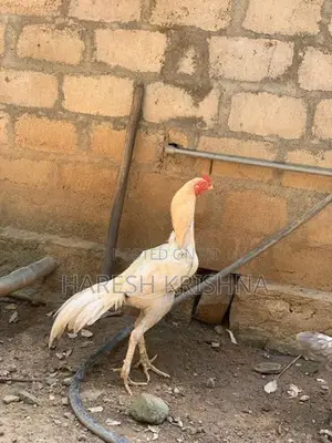 Rooster