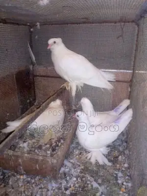 Pigeon