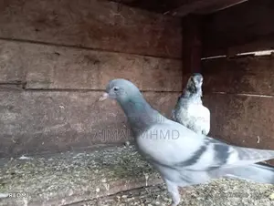 Pigeons