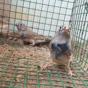 2B finches male