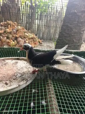 Pigoens