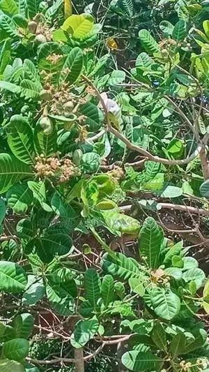 අක්කර 6 ක‍ ඉඩම විකිණීම - Wanathavillu