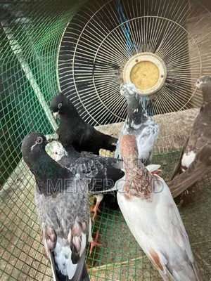 pigeons