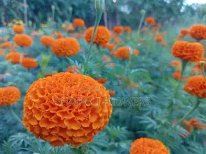 දාස්පෙතියා මල්